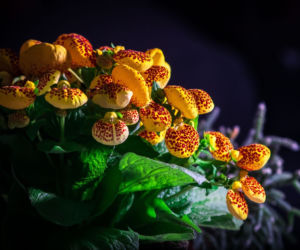 Pantofelnik (Calceolaria)