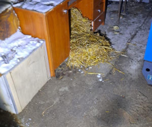 9 psów na terenie oczyszczalni. Interwencja, oskarżenia, śledztwo