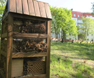 Pszczoła w Bydgoszczy mile widziana!