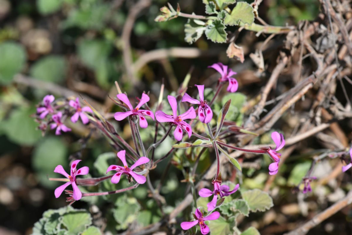 Pelargonia afrykańska