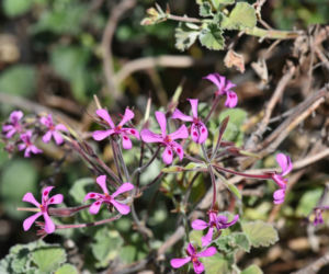 Pelargonia afrykańska