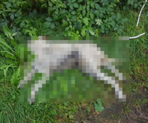 HORROR w Rogowie! Brutalny mord na psie. Miał skręcony kark