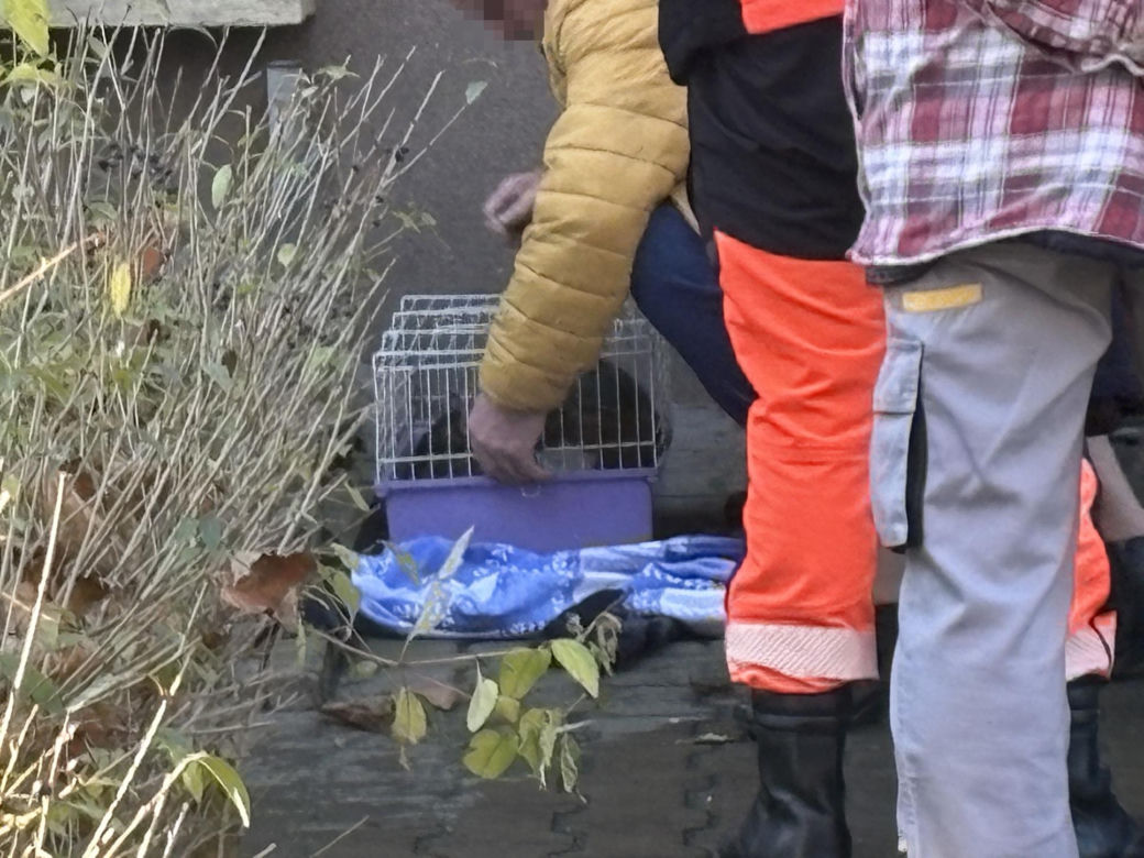 Pożar mieszkania na parterze. Strażacy z ognia wynieśli przerażonego kota