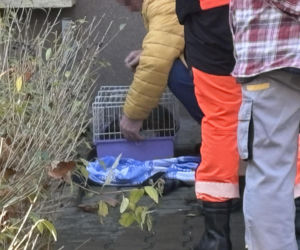 Pożar mieszkania na parterze. Strażacy z ognia wynieśli przerażonego kota