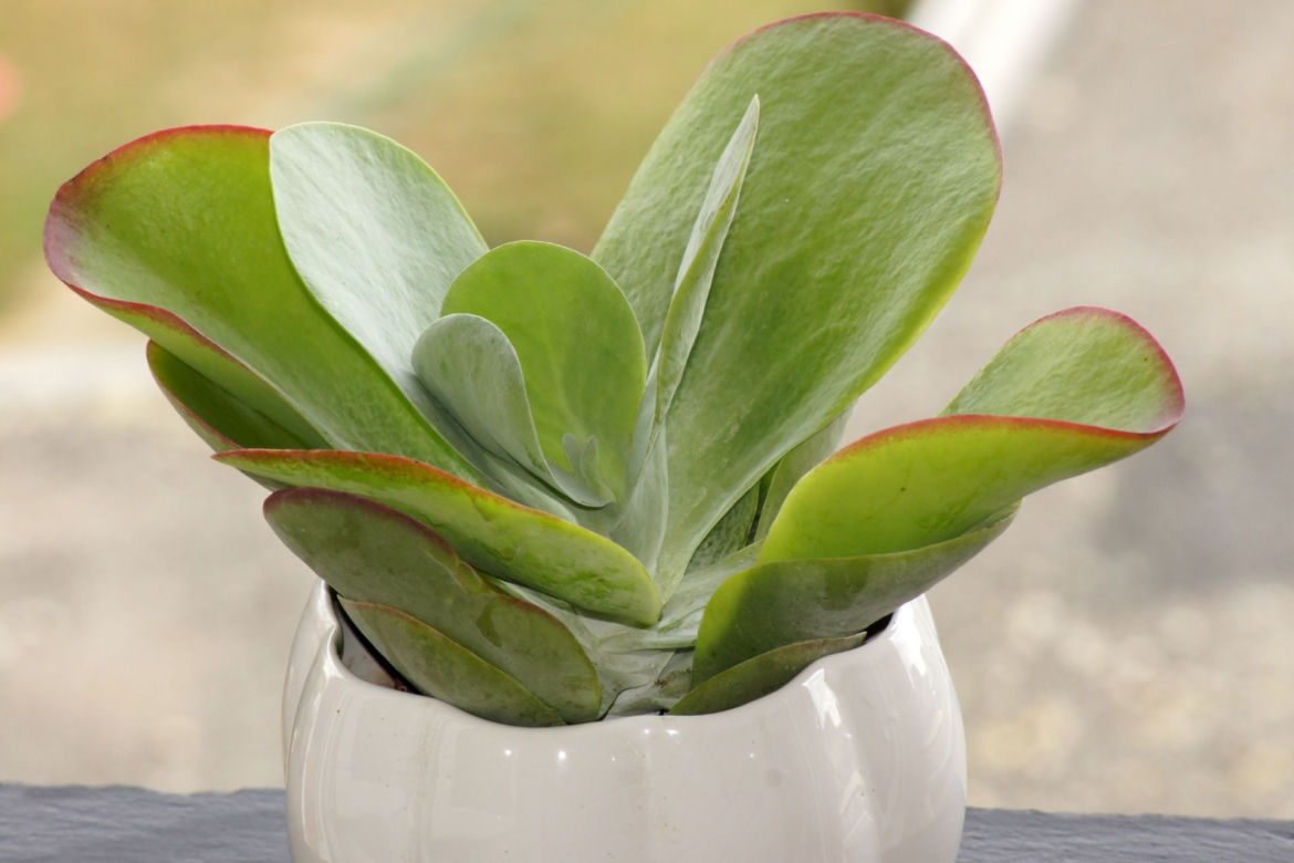 Kalanchoe wiechowate