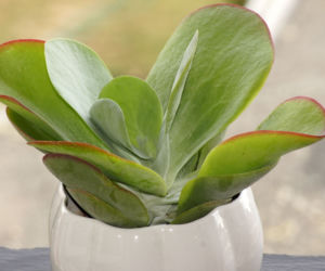 Kalanchoe wiechowate