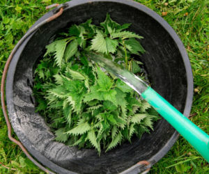 Nie wszystkie rośliny lubią gnojówkę z pokrzywy. Tych warzyw lepiej nią nie podlewać