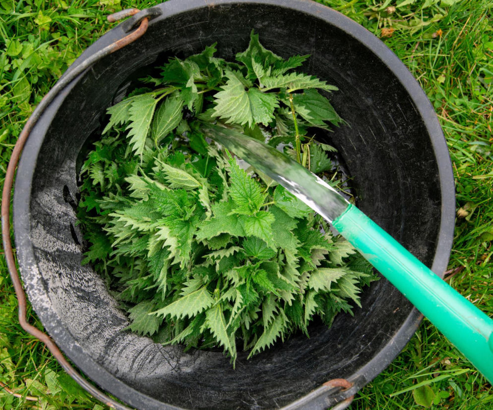 Nie wszystkie rośliny lubią gnojówkę z pokrzywy. Tych warzyw lepiej nią nie podlewać