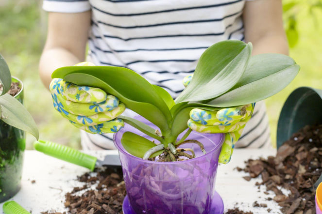 Zajumaj facetowi i zamiast do stóp weź do storczyków. Włóż do doniczki, a zobaczysz, co się zadzieje. Storczyki do majówki zaczną wypuszczać nowe kwiaty. Pielęgnacja orchidei 