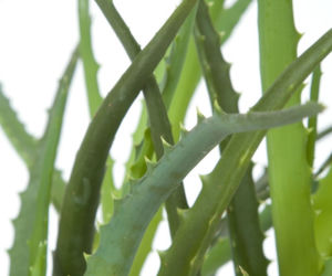 Aloes