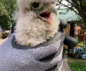 Podkarpackie. Pustułkę boli gardło [ZDJĘCIA]