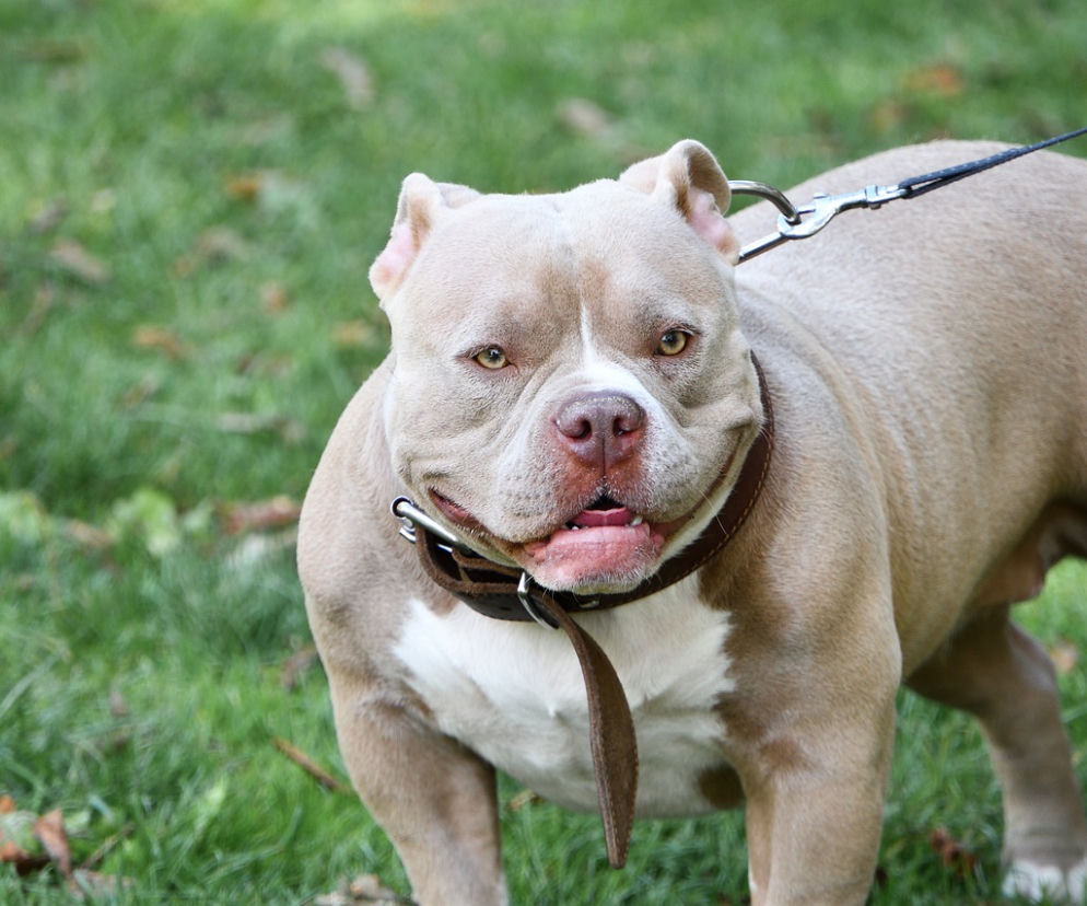 MAKABRA! Znaleźli ciało bez ręki i głowy! Na ich drodze stał amstaff