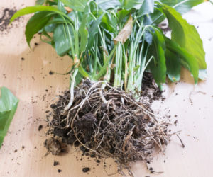 Rozmnażanie roślin doniczkowych przez podział