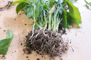 Jeden prosty zabieg i od razu masz więcej roślin doniczkowych. Bez wydawania złotówki!