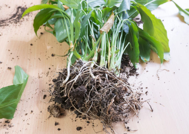 Rozmnażanie roslin przez podział