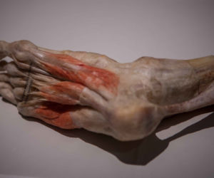 Bodies Revealed