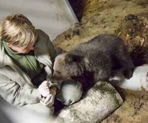Miśka zostanie gwiazdą zoo