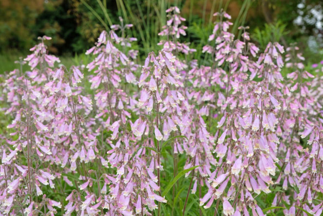 Penstemon kosmaty