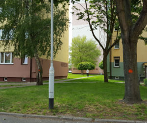 Na pomarańczowo - do wycięcia. Drzewa na ul. Niemieckiej