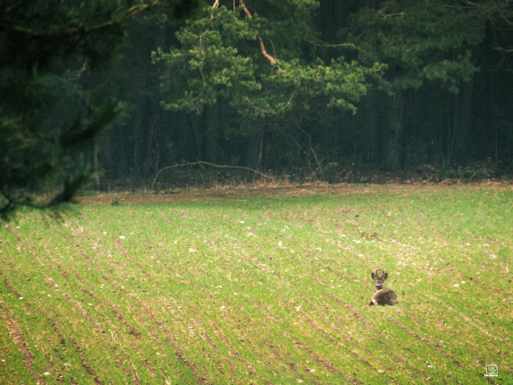 Wiosna na Podlasiu