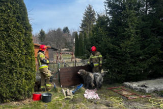 Do pożaru doszło we wtorek, 24 marca, na terenie ogródków działkowych ROD Odnowa przy ul. Cedrowej w Gdańsku