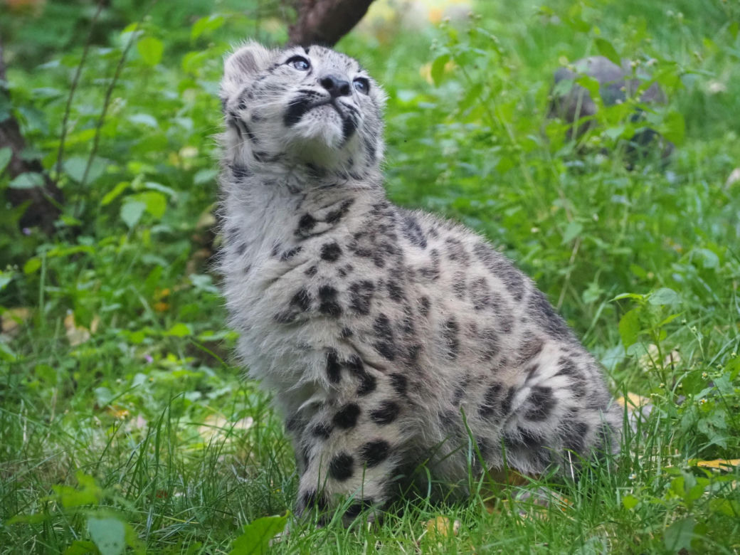 Irbisy z warszawskiego zoo. Harce młodych kotów