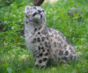 Irbisy z warszawskiego zoo. Harce młodych kotów