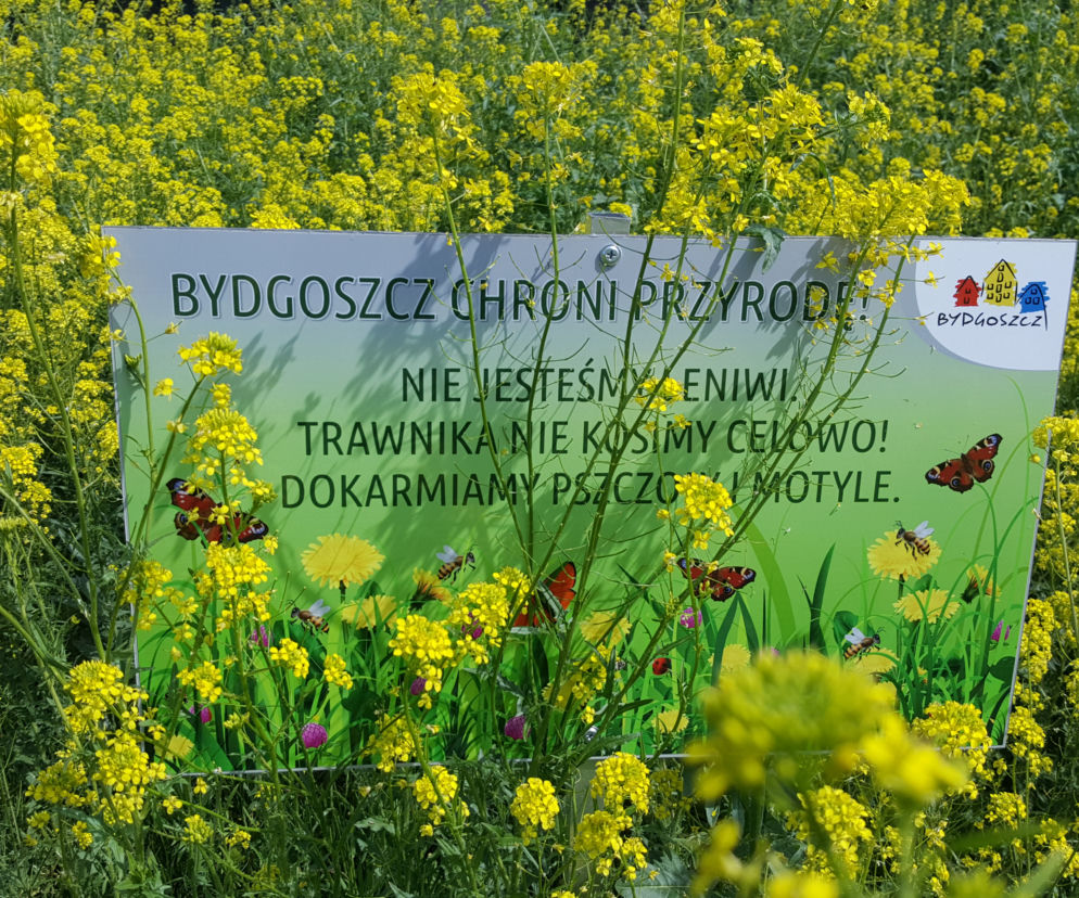 Bydgoszcz nie kosi trawników