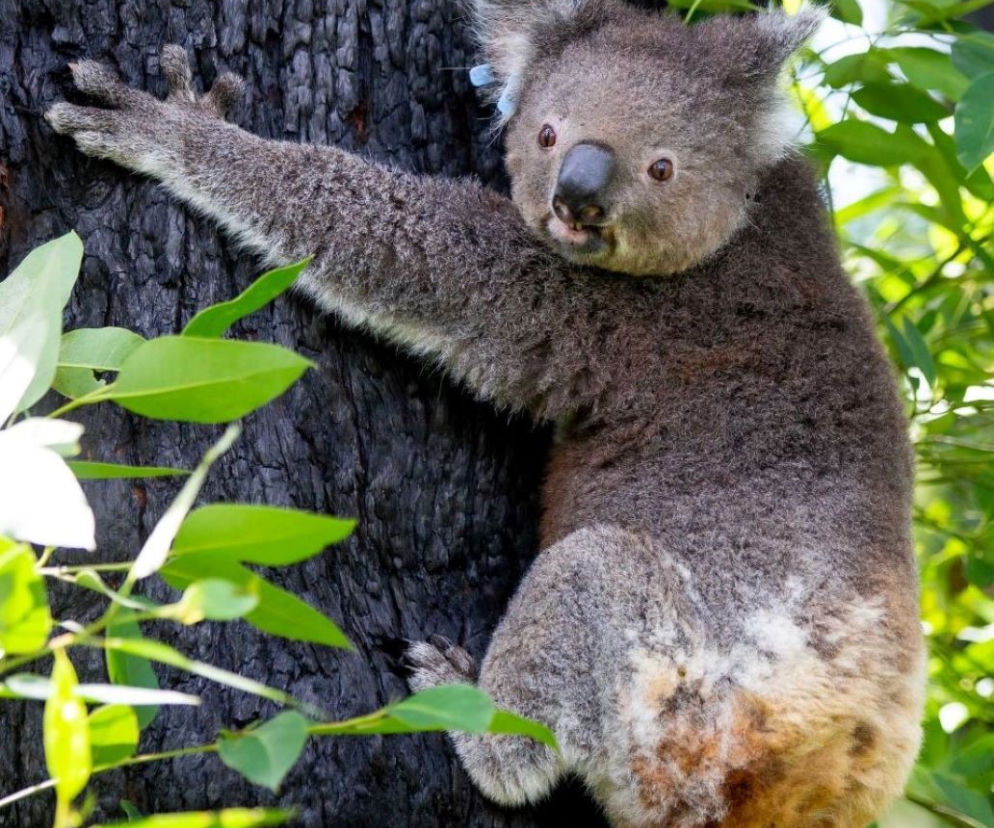 Koala Hospital Port Macquarie w Australii