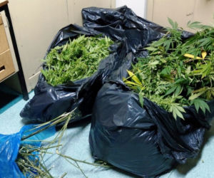 Kryminalni zabezpieczyli ponad 4 kilogramy marihuany
