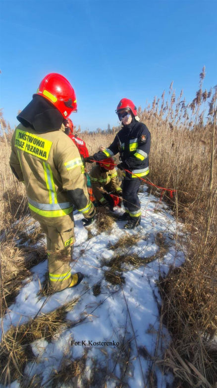 Szok na Śląsku. Postrzelone czaple białe leżały zakrwawione na zamarzniętym stawie [ZDJĘCIA]
