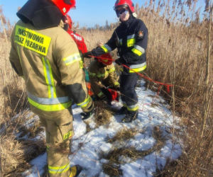 Szok na Śląsku. Postrzelone czaple białe leżały zakrwawione na zamarzniętym stawie [ZDJĘCIA]