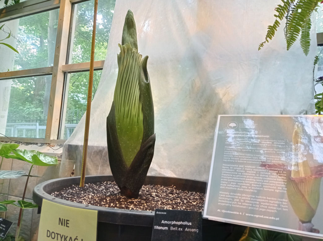 Dziwidło Olbrzymie zakwitnie w Ogrodzie Botanicznym UW