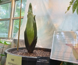 Dziwidło Olbrzymie zakwitnie w Ogrodzie Botanicznym UW