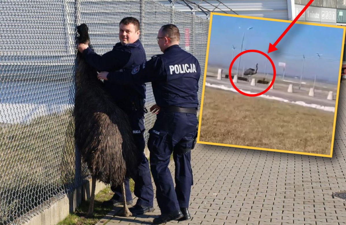 Struś na lotnisku