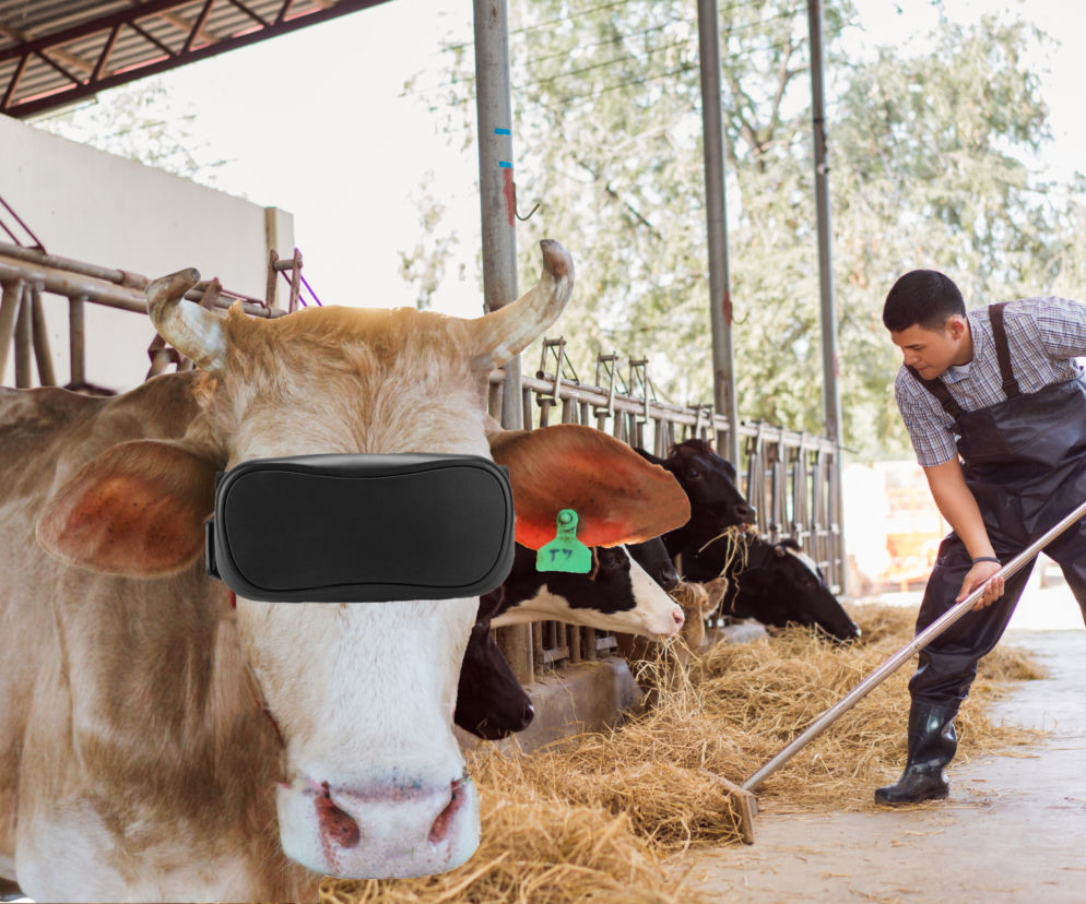 Te krowy mogą czuć się jak w kinie 3D. Pasą się w goglach VR i dają mnóstwo mleka!