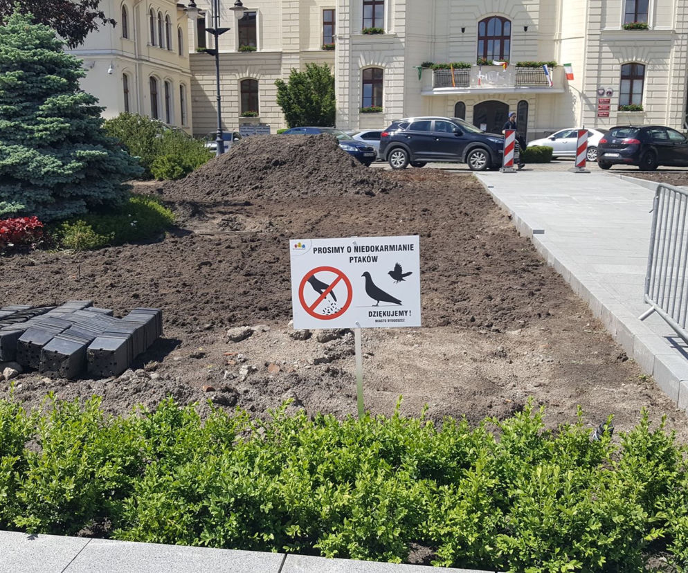 Miasto Bydgoszcz apeluje - nie dokarmiajcie gołębi!