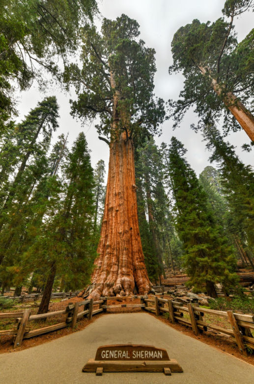 General Sherman – okaz mamutowca olbrzymiego rosnący w Parku Narodowym Sekwoi w górach Sierra Nevada
