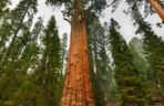General Sherman – okaz mamutowca olbrzymiego rosnący w Parku Narodowym Sekwoi w górach Sierra Nevada