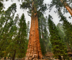 General Sherman – okaz mamutowca olbrzymiego rosnący w Parku Narodowym Sekwoi w górach Sierra Nevada