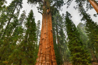 General Sherman – okaz mamutowca olbrzymiego rosnący w Parku Narodowym Sekwoi w górach Sierra Nevada