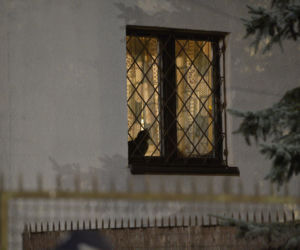 Koty Jarka nas terroryzują