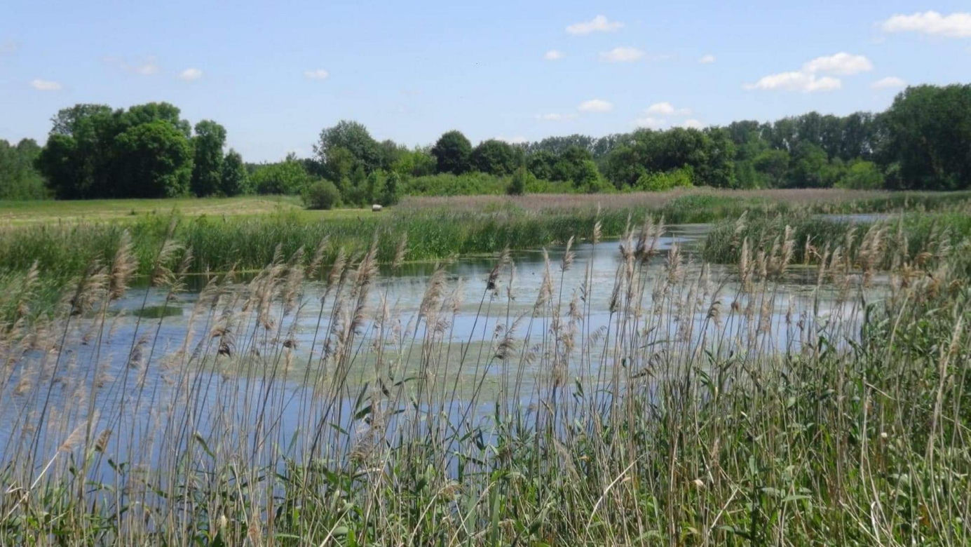 Makabra o poranku. W jeziorze pod Warszawą pływały zwłoki