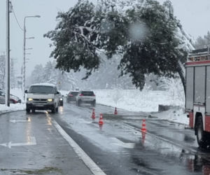 Pomnik przyrody przegrał z naturą. Słynna Sosna Falenicka złamała się pod zwałami śniegu