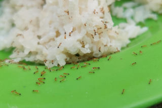 Rozsyp w każdym kącie kuchni. Zwalczy mrówki faraonki z domu równie skutecznie co chemiczny oprysk. Sposób na mrówki faraonki