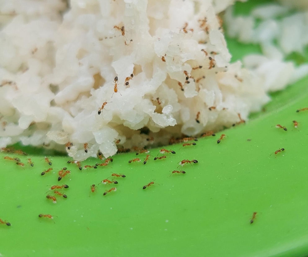 Sposób na mrówki faraonki