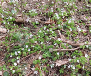 52. Rajd Spotkanie z wiosną