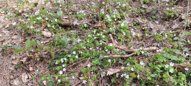 52. Rajd Spotkanie z wiosną