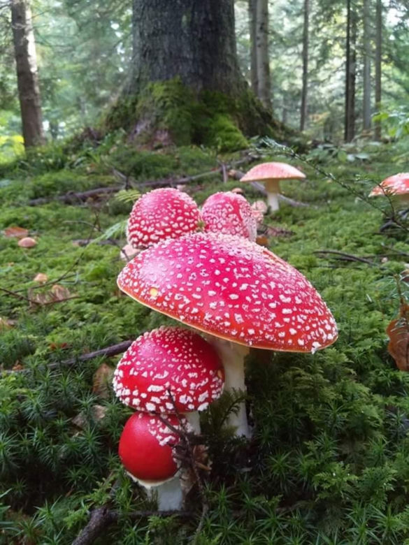 Ostatnia szansa na takie grzyby 