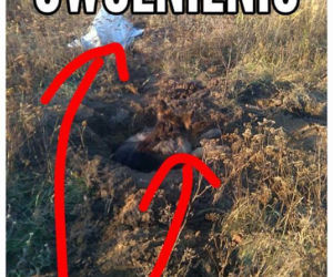 1 Suczka owczarka została zakopana żywcem w okolicy ul. Zagrodowej. POSZUKIWANY sprawca!